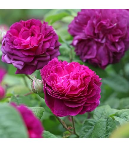 Amazon.co.jp: ［ ルクソール 6号鉢 大苗 予約 ］ 鉢植え バラ 薔薇