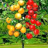 30 pcs Bonsai Apple Tree Seeds rare fruit bonsai tree-- indoor plant for home garden via hongkong po