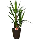 [エルフルール] 観葉植物 ユッカ 贈り物 プレゼント 開店祝い 開業祝い 開院祝い