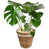 花のギフト社 モンステラ 鉢植え もんすてら 観葉 植物 6号 観葉植物 室内用 本物 おしゃれ