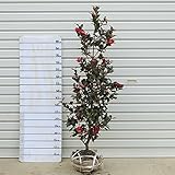 庭木：立寒椿（たちかんつばき）Ｈ：約100ｃｍ