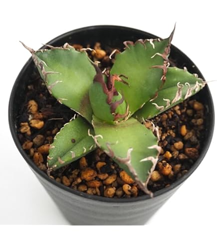 Amazon｜アガベ チタノタ 麻花龍/Agave titanota 'Ma Hua Long'/観葉