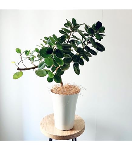 Amazon.co.jp: 白パンダガジュマル 斑入り 苗 鉢 : DIY・工具