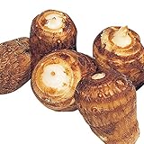 国華園　里いも種芋　白芽里芋　3kg【※発送が国華園からの場合のみ正規品です】