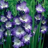 グラジオラス2色咲き：ノリ7球入り 2袋セット[初夏の花壇を華やかに] ノーブランド品