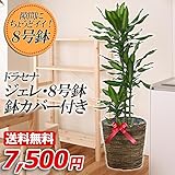・ドラセナ・ジェレ” 8号鉢 ・受皿・鉢カバーバスケット付