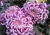 150pcs/bag Chrysanthemum seeds, potted sementes de flores, bonsai flower seeds, variety completelye 