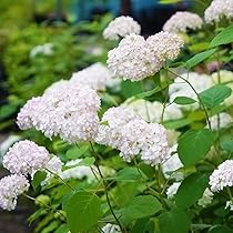 61TTf3B6JmL._AC_UL210_SR210,