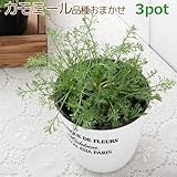 (観葉)ハーブ苗 カモミール(品種おまかせ) 3号(お買い得3ポットセット) 家庭菜園 本州・四国限定[生体]