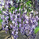 TOPmountain ウイスタリアシネンシスの種 10個 中国の藤 庭の花の種