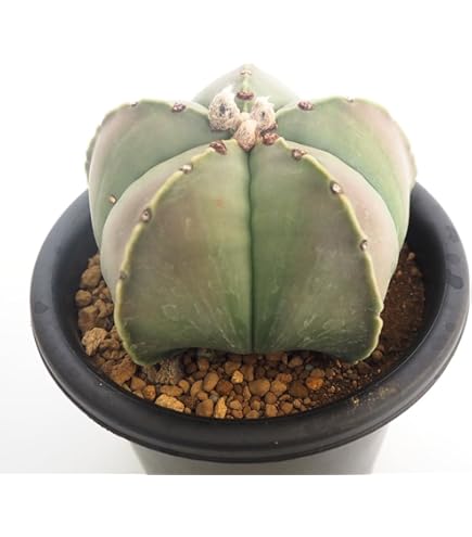 Amazon｜サボテン：アストロフィツム 鸞鳳玉 実生*S｜観葉植物