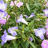 アルタネマ：ブルーフェイス3.5号ポット 3株セット[暑さに強い夏の花！] ノーブランド品