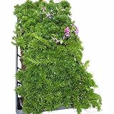 マット植物：シバザクラ ダニエルクッションのマット25cm×25cm　10枚セット[芝桜] ノーブランド品