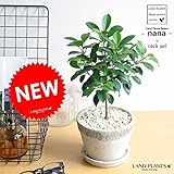 LAND PLANTS 【観葉植物】 フィカス・ナナ （石模様のセメントポット）