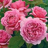 バラ苗 プリンセスアレキサンドラオブケント 大苗ＥＲ6Ｌ専用鉢 ピンク系　イングリッシュローズ