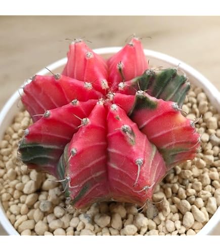 Amazon｜（多肉植物）サボテン ギムノカリキウム ミハノビッチ 緋牡丹