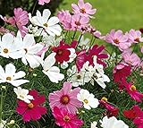 ガーデンコスモスの種Sensatsiya?≫センセーションミックス年次花