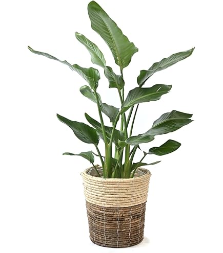 【希少】オーガスタ　美斑入り　2株植え フォロワー様9月中セール 希少】オーガスタ 美斑入り 2株植え フォロワー様9月中セール