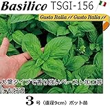 バジル苗 TSGI-156 Basilico 直径9cmポット苗３ポットセット