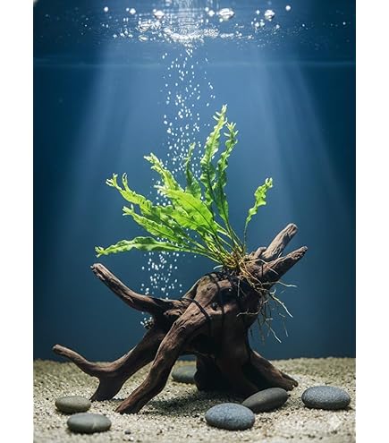 Amazon.co.jp: （水草）アヌビアスナナプチ (3株) 無農薬 【水草セット