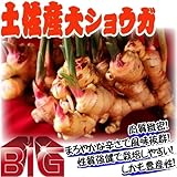 国華園　種ショウガ　土佐産大ショウガ　1kg【※発送が国華園からの場合のみ正規品です】