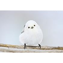 シマエナガ シマエナガ 💬 シマエナガの雛 え！？ もう日曜日終わり