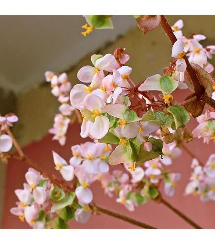 Amazon｜ベゴニア ルージュ バリエガータ カット苗｜観葉植物