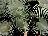 【観葉植物／種子】Coccothrinax ★ヤシ科 コッコトリナクス◎中米原産の希少ヤシ◆３粒♪ (Argentea) [並行輸入品]