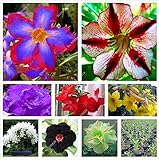 本当の砂漠は種をバラ24色2個/袋は、アデニウムの種子はガーデン＆バルコニーのためのジューシーな観賞用の花の植物をBONSAI