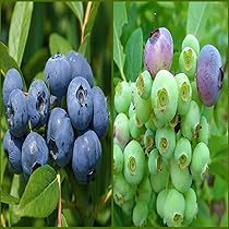 Amazon.co.jp: ブルーベリー苗木 おすすめ2品種セット