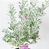 レウコフィルムの苗(現状花無し株) 3.5号ポリポット