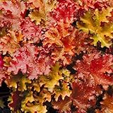 [オレンジ系・小型種]ヒューケラ：ピーチクリスプ2.5号3株セット[明るい琥珀色の波打つ葉がきれい] ノーブランド品