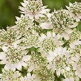 【宿根草】アストランチア「スター・オブ・ビリオン」