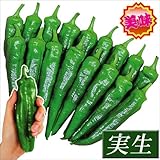 国華園　実生野菜苗　トウガラシ　F1甘長キング　6株【※発送が国華園からの場合のみ正規品です】