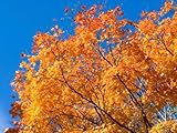【6か月枯れ保証】【街路樹＆公園樹】イタヤカエデ　0.4m