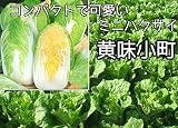 【生産農場直送】 ミニハクサイ苗 【黄味小町】ミニハクサイ 葉菜苗 9cmポット プロ農家も使う葉菜苗 野菜苗 ガーデニング 家庭菜園