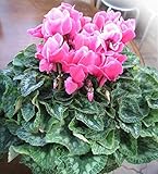 花由 大きくて華やか ボリュームたっぷり シクラメン6号 人気のピンク【 12月25日~12月26日のお届け】