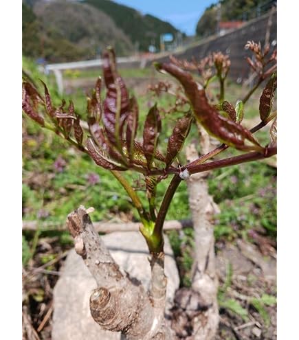 Amazon | とげなしタラの木(タラの芽)苗木 | 果物
