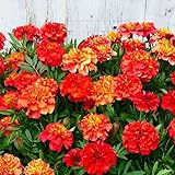 マリーゴールド 苗 ストロベリーブロンド 花苗 花色変化 夏の花壇苗 3.5号 250429