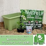 苗から育てるグリーンカーテン栽培セット：寅さんの丸くて白いアップルゴーヤ（白秀） ノーブランド品