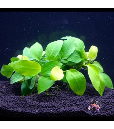 Amazon | アヌビアスナナプチ 3株 水草 水上葉 陰性水草 | ノー