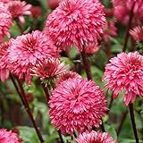 【宿根草】エキナセア「ブラックベリー・トラッフル」