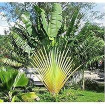 Amazon | 【種子】Ravenala Madagascariensis◇タビビトノキ