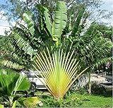 238.コバルトブルーの種が魅力。　通称：旅人の木の種子 (ラベナラ・マダガスカリエンシス) (Ravenala madagascariensis)　5粒 [並行輸入品]