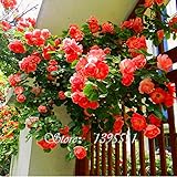 家庭菜園のための植物の花の種、カラフルな花の岩クレス、花の種を登る100 PCSの香水虹