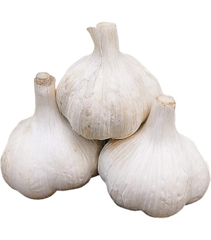 Amazon | 【野菜球根】 山東にんにく 1kg入 | 球根