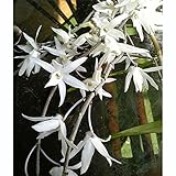 沖縄セッコク1.5号ポット 2株セット[リュウキュウセッコク・石斛・蘭の苗] ノーブランド品