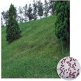 芝の種：西洋芝センチピートグラス1kg ノーブランド品