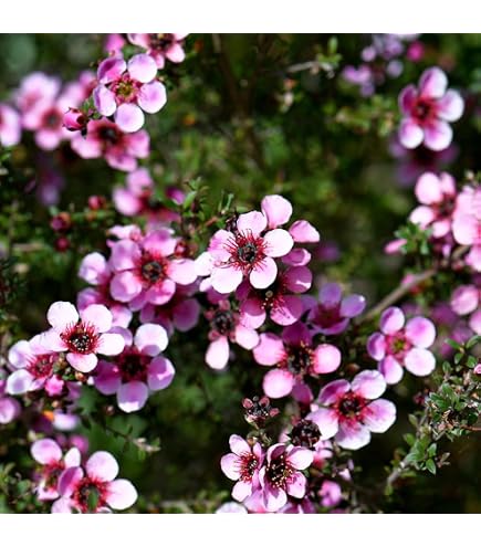 Amazon.co.jp: メラレウカ コットンキャンディ 花の苗 ピンク : DIY