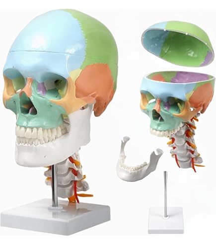 頭蓋骨 骨格標本 骸骨 ドクロ 模型 人体模型 Amazon.co.jp: 頭蓋骨模型 (頸椎付) [ 人体模型 骨格模型 骨格標本 骨